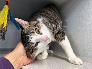 Ace Face, Young Male Domestic Short Hair