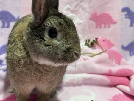 Rabbit