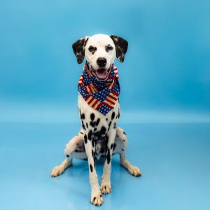 Primary Color Black Secondary Color White Weight 48lbs Age 2yrs 0mths 0wks