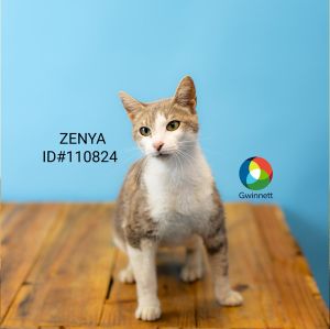 Primary Color Grey Tabby Secondary Color White Weight 6lbs Age 1yrs 0mths 1wks Animal has been S