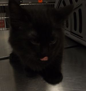 Primary Color Black Weight 26lbs Age 0yrs 0mths 11wks Animal has been Spayed