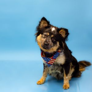 Primary Color Tri Color Secondary Color Black Weight 45lbs Age 2yrs 0mths 1wks Animal has been N