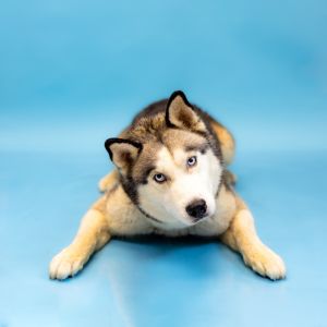 Primary Color Grey Secondary Color White Weight 52lbs Age 3yrs 0mths 1wks Animal has been Neuter