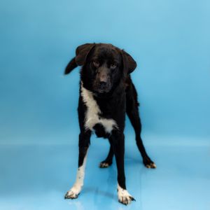 Primary Color Black Secondary Color White Weight 88lbs Age 3yrs 0mths 1wks Animal has been Neute