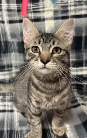 Frez, Young Female Domestic Medium Hair