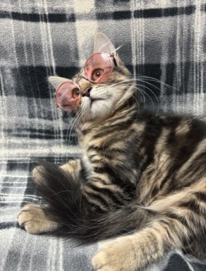 Fanta, Young Female Domestic Long Hair