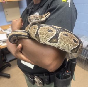 Balerion - Adopted, Adult Unknown Snake