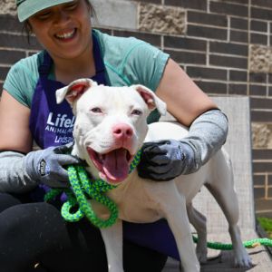 Edamame (DEAF), Adult Female Mixed Breed
