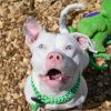 Edamame (DEAF) photo 2