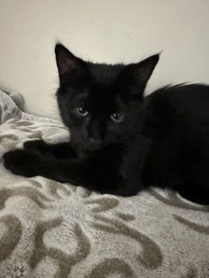 Rizzoli, Baby Female Domestic Long Hair