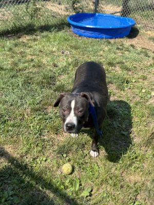 Beatrice, Adult Female Mixed Breed