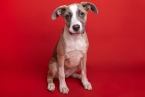 Nova, Adult Female American Staffordshire Terrier