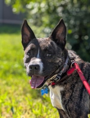 Nikki, Adult Female Pit Bull Terrier