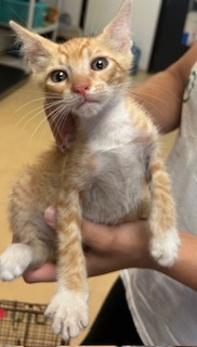 Leo Domestic Short Hair Cat