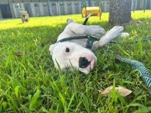 Marshmellow Terrier Dog