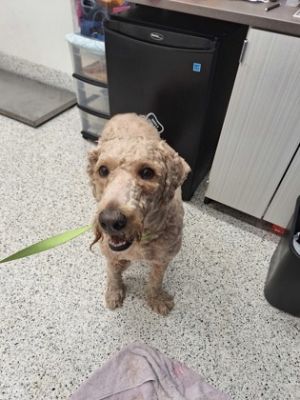 Alexander -ADOPTED, Adult Male Standard Poodle