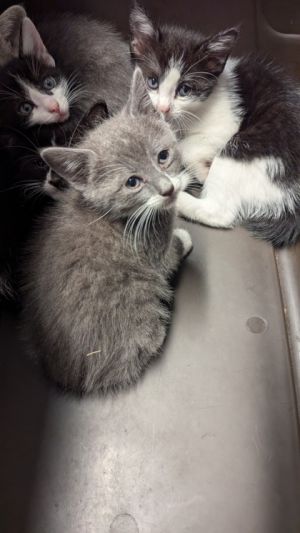 GMC- ADOPTED, Baby Female Domestic Short Hair