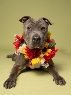Drole Mixed Breed Dog