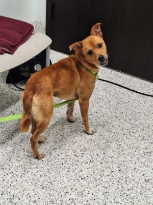 Hospitality, Adult Male Mixed Breed