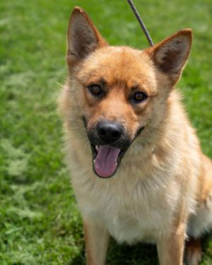 Caramel, Adult Male German Shepherd Dog