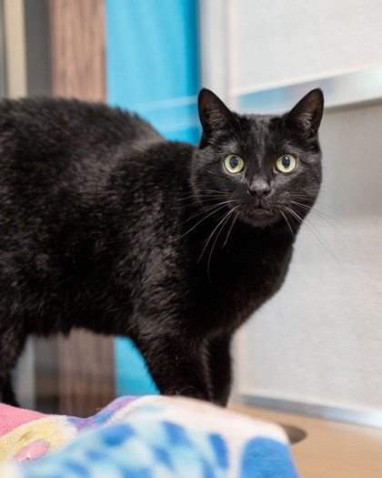 CeCe, an adoptable Domestic Short Hair in Pequot Lakes, MN, 56472 | Photo Image 1