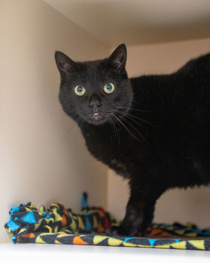 CeCe, an adoptable Domestic Short Hair in Pequot Lakes, MN, 56472 | Photo Image 2