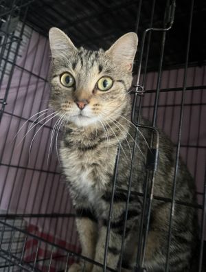 Hali, Adult Female Domestic Short Hair