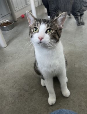 Harvey, Young Male Domestic Short Hair