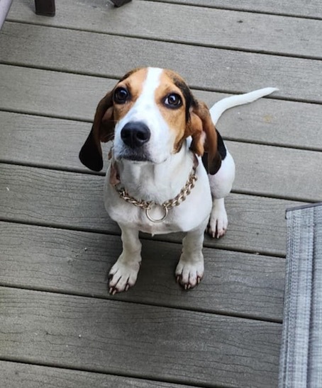 Leia