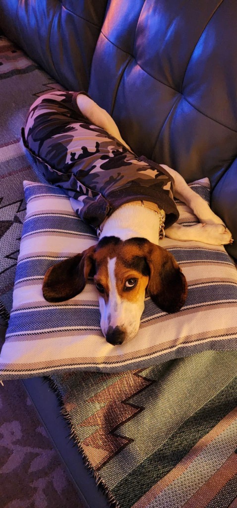 Leia