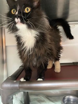 Wondertart, Adult Male Domestic Medium Hair