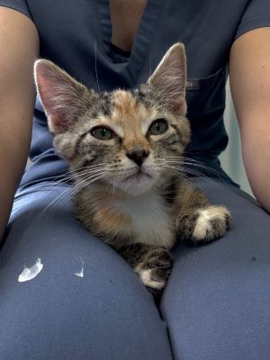 Cooli IL, Baby Female Domestic Medium Hair
