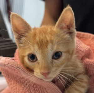 Taki, Baby Female Domestic Long Hair