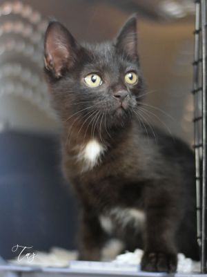 Taz, Baby Female unknown