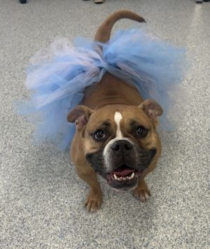 Dreamsicle, Adult Female Mixed Breed