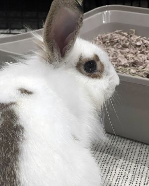 Dizzy Lionhead Rabbit