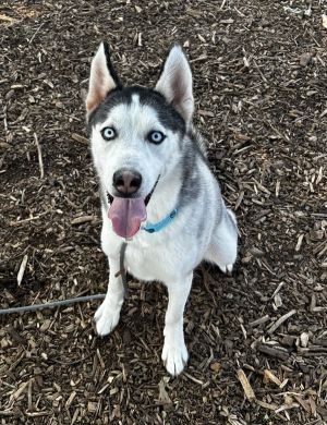 Apple Jax, Young Male Siberian Husky