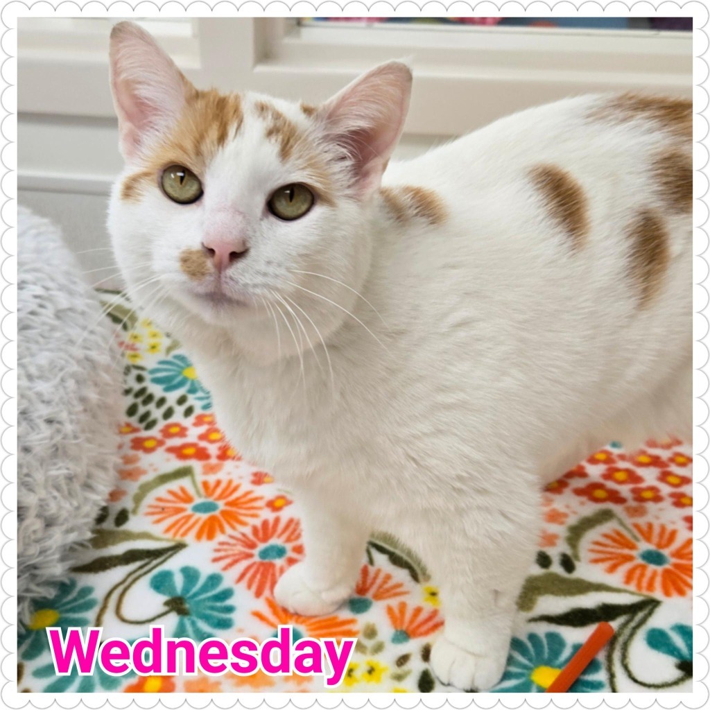 Wednesday