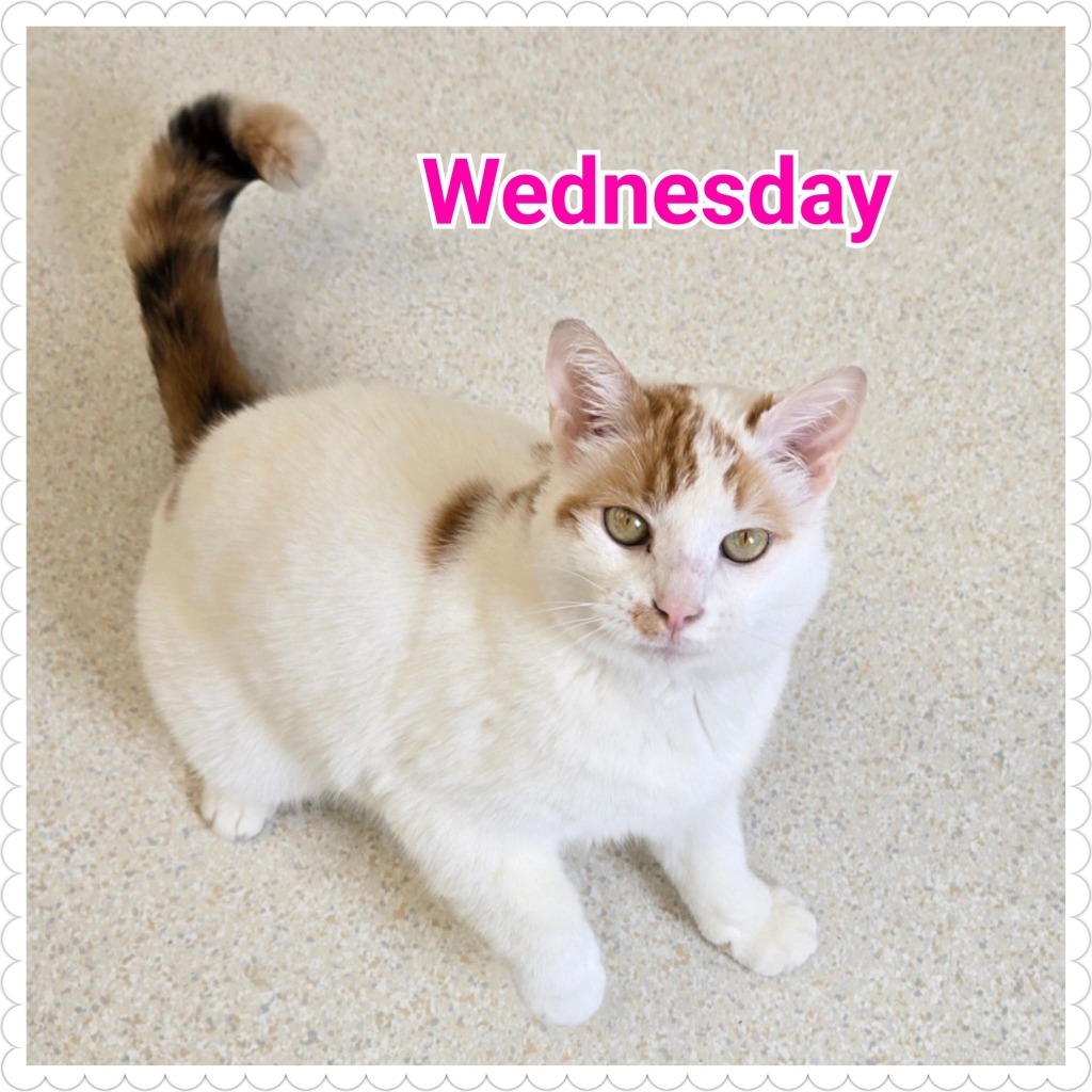Wednesday