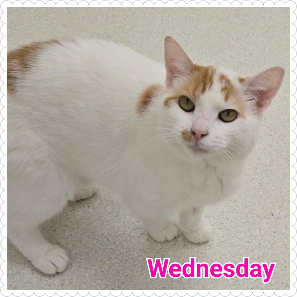 Wednesday
