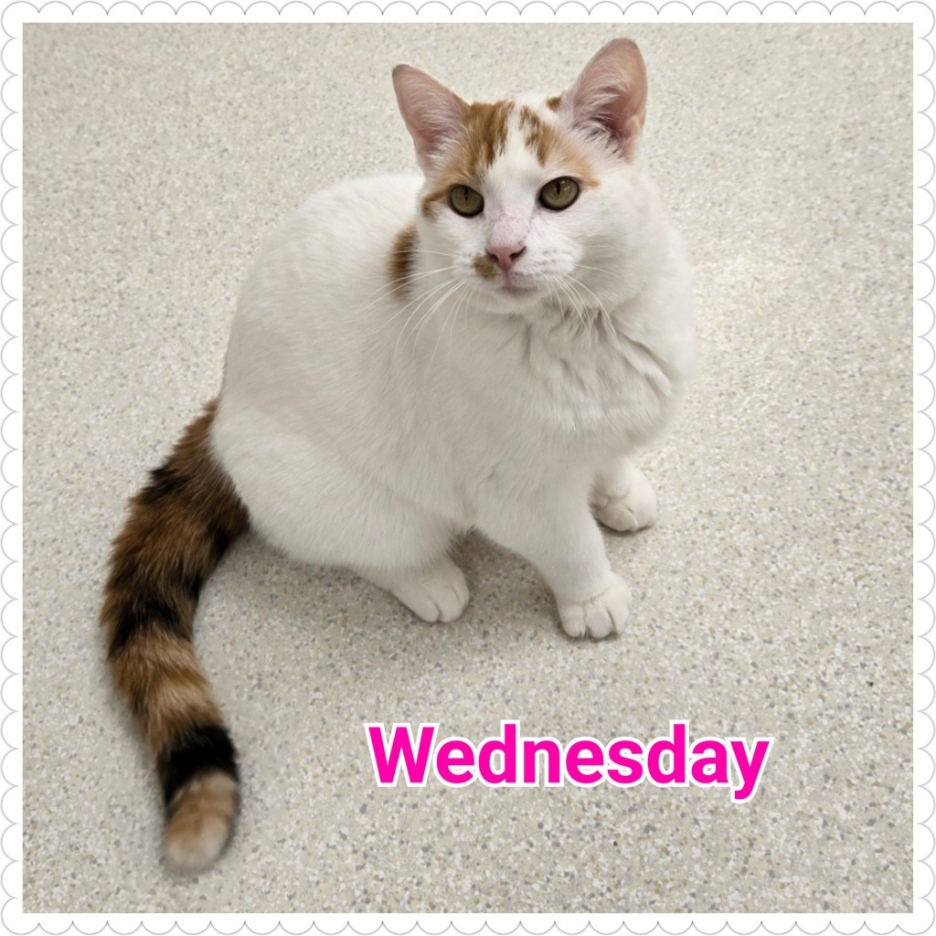 Wednesday