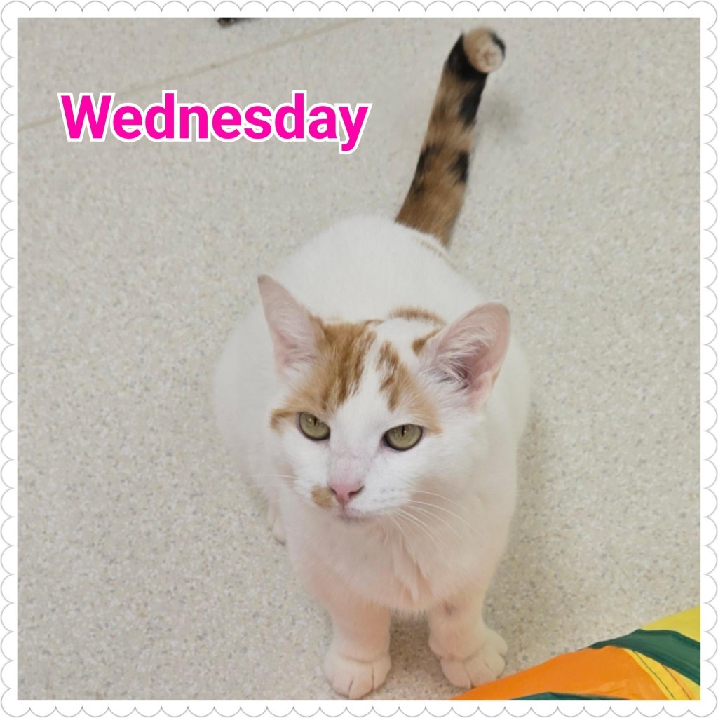 Wednesday