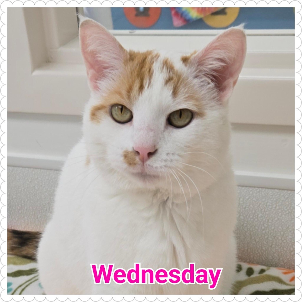 Wednesday