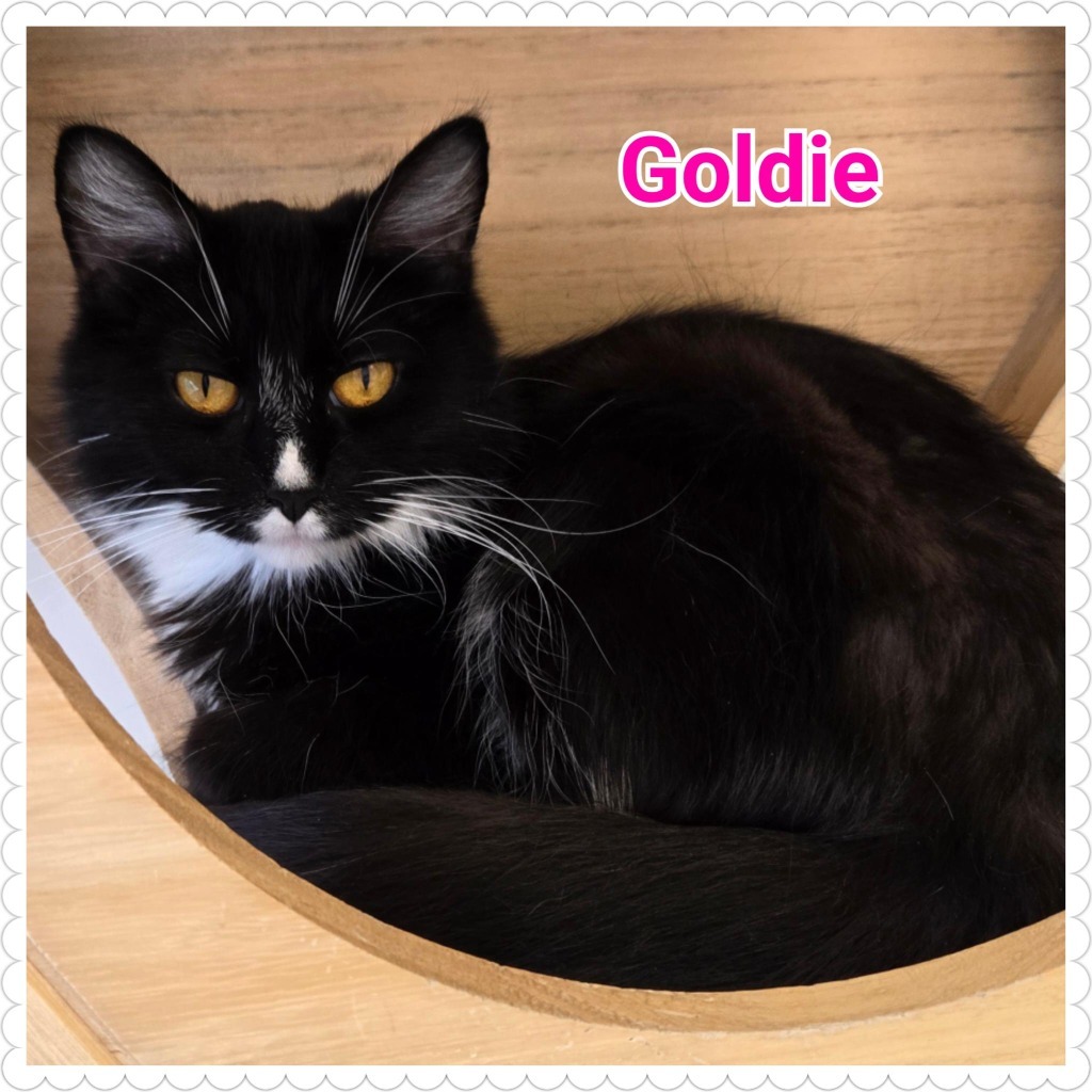 Goldie