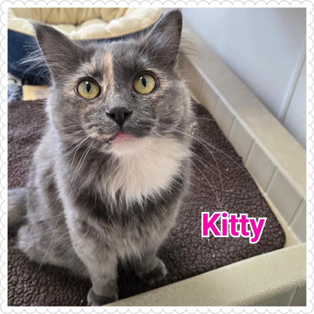 Kitty