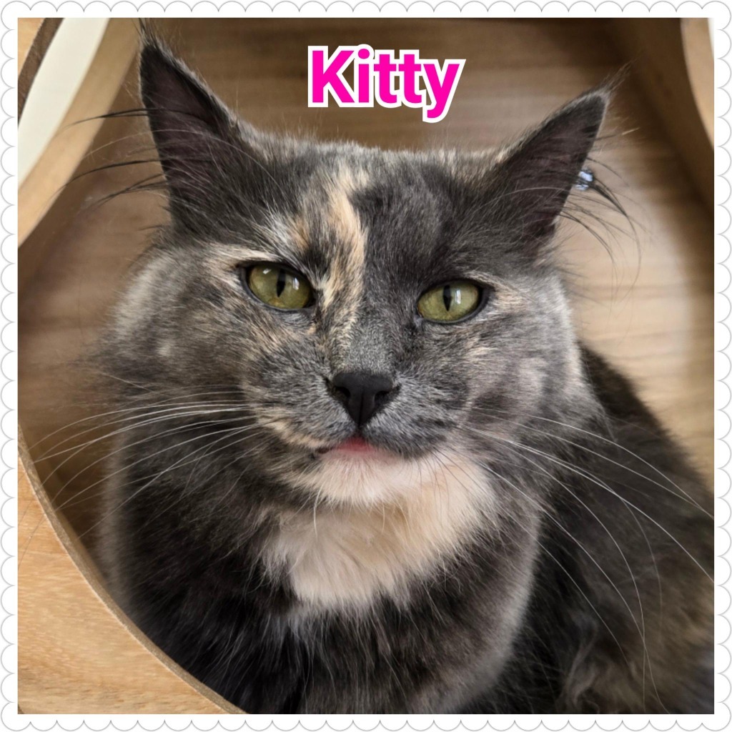 Kitty