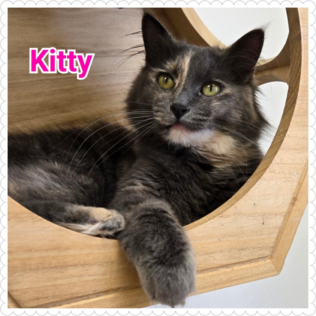 Kitty