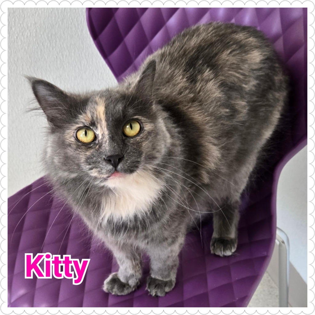 Kitty