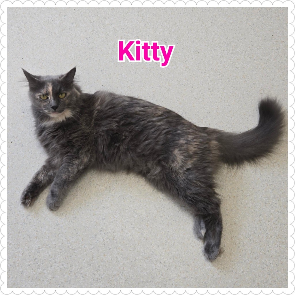 Kitty