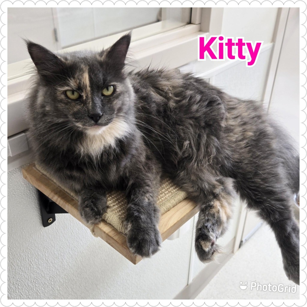 Kitty